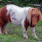 Pony mit Mittelscheitel und Pony