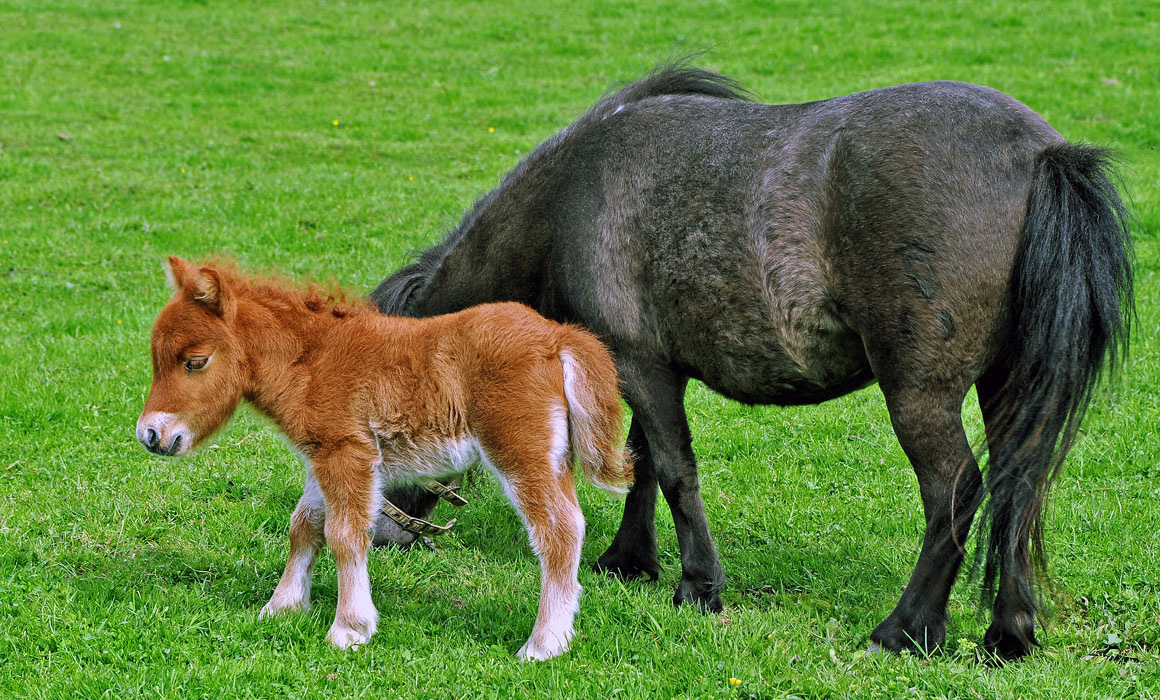 Pony mit Nachwuchs
