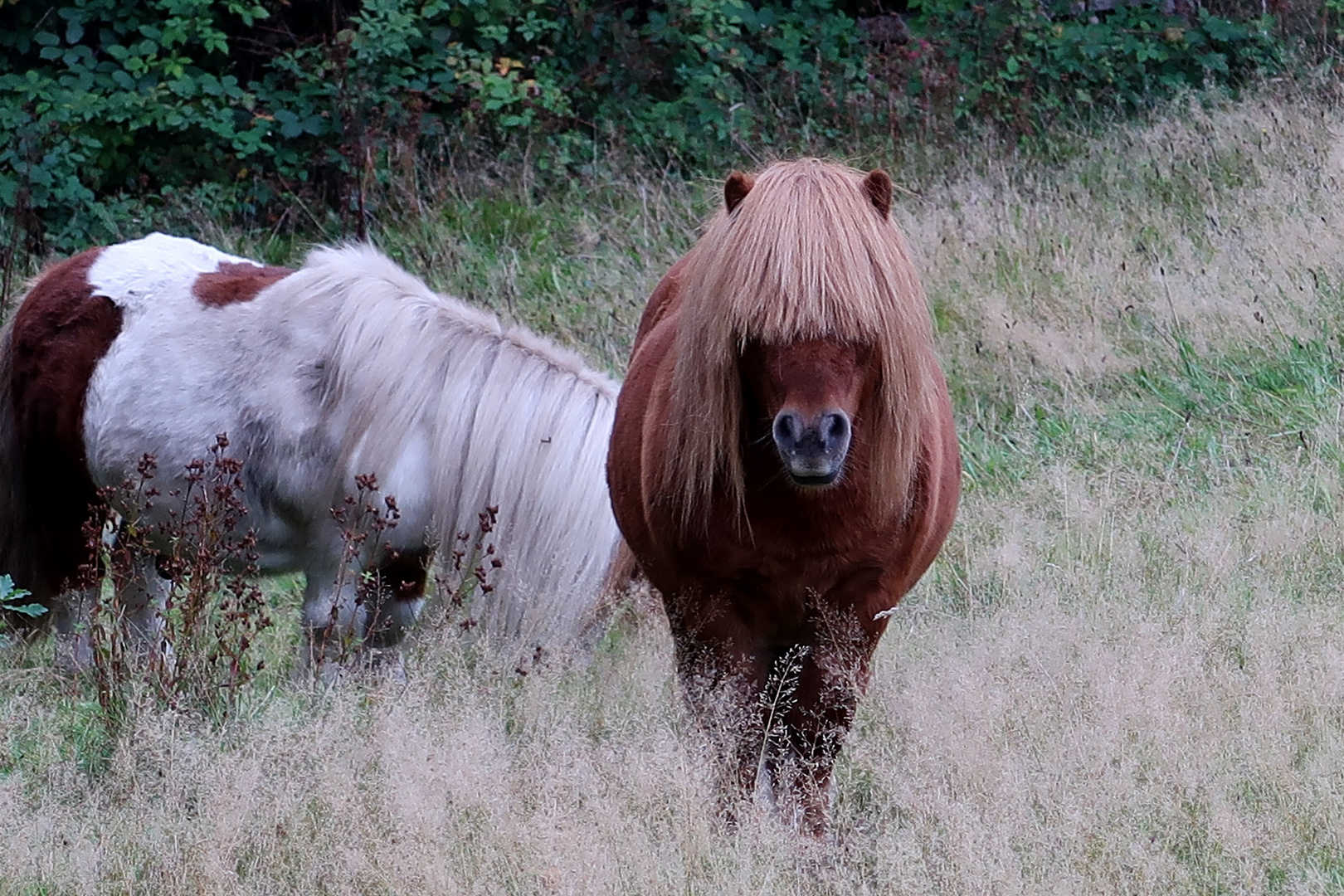 Pony mit Pony