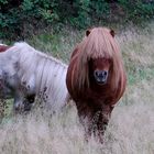 Pony mit Pony