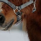 Pony mit Schneenase 