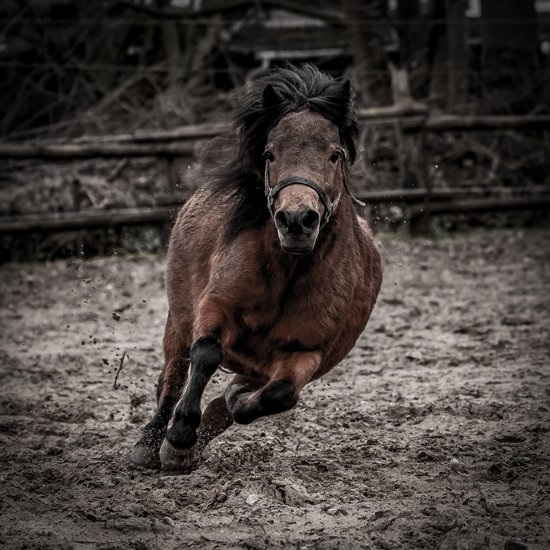 Pony mit Speed ^^