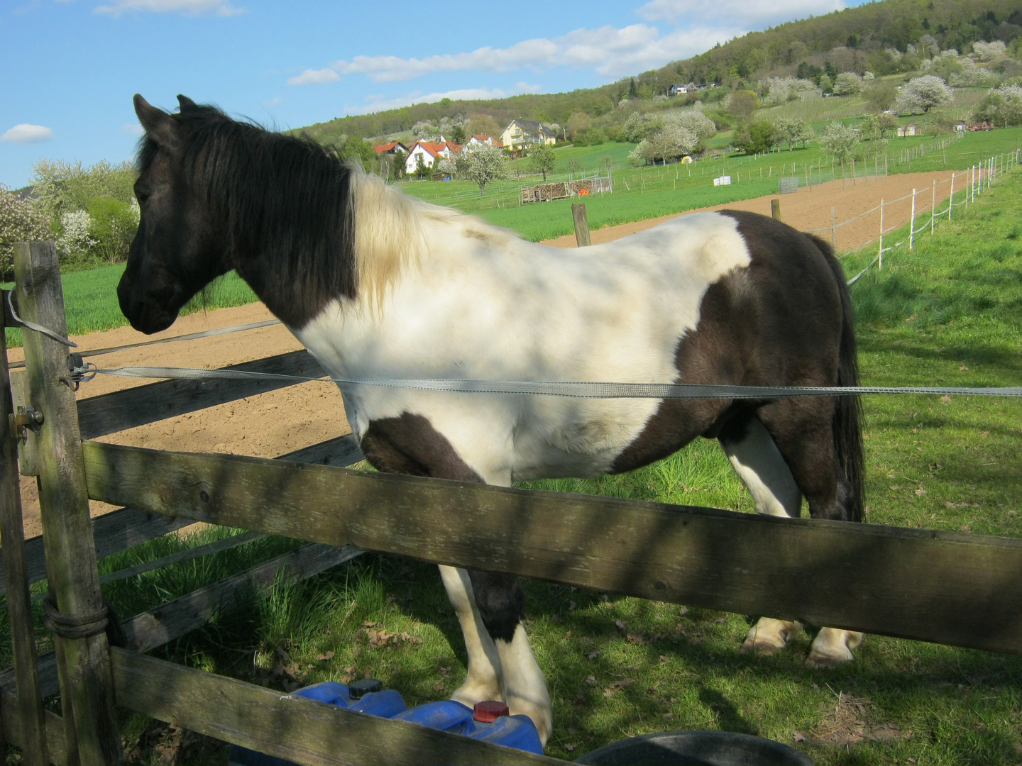 Pony mit weißer Decke