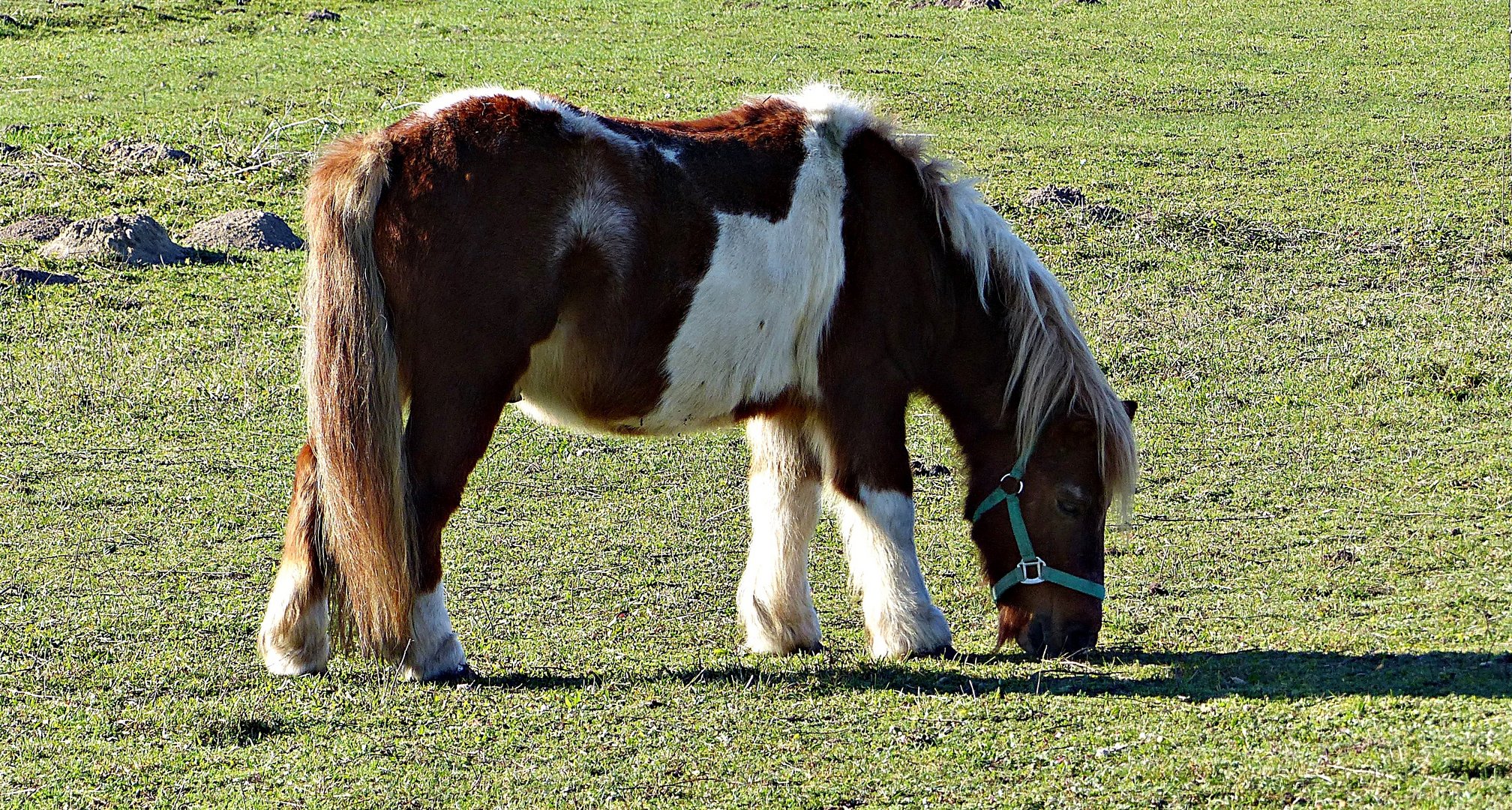 Pony oder Pferd?