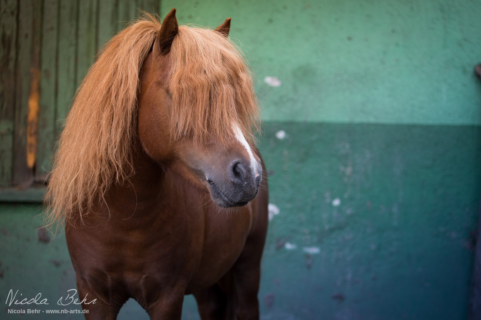 Pony Portrait