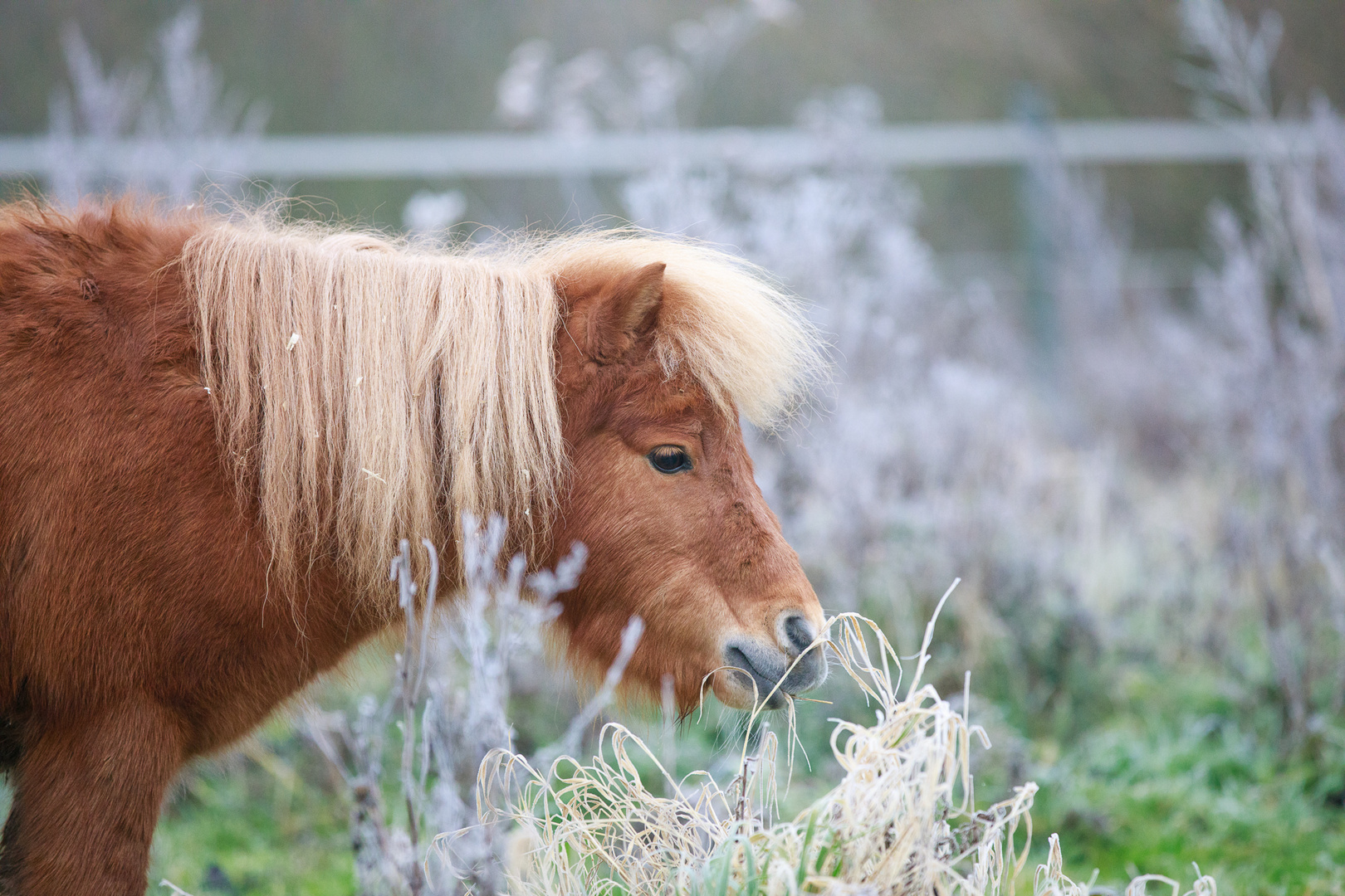 Pony Portrait