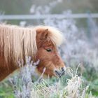 Pony Portrait