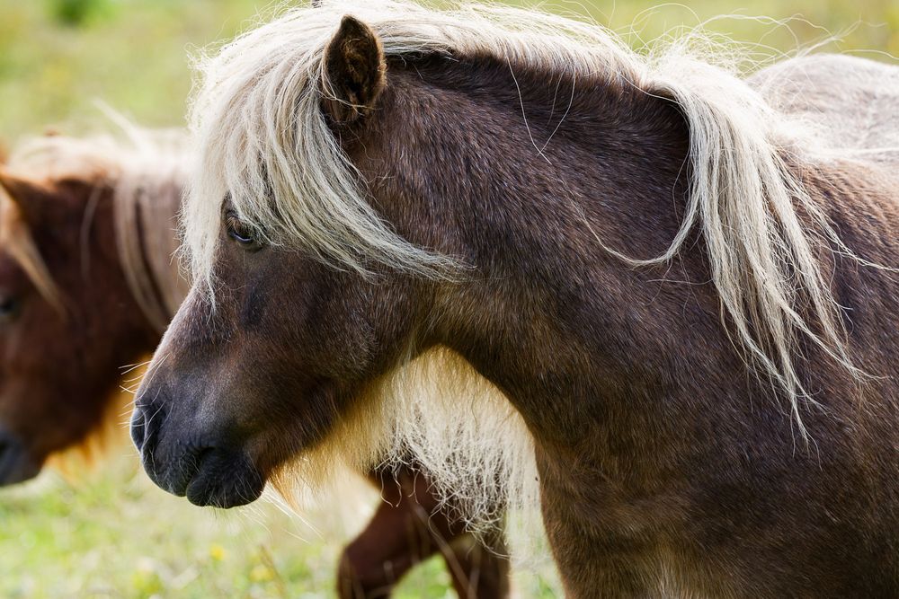 Pony-Portraits 1/4