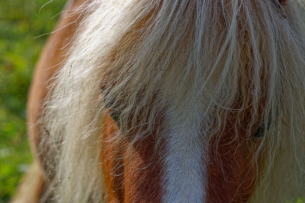 Pony-Portraits 2/4