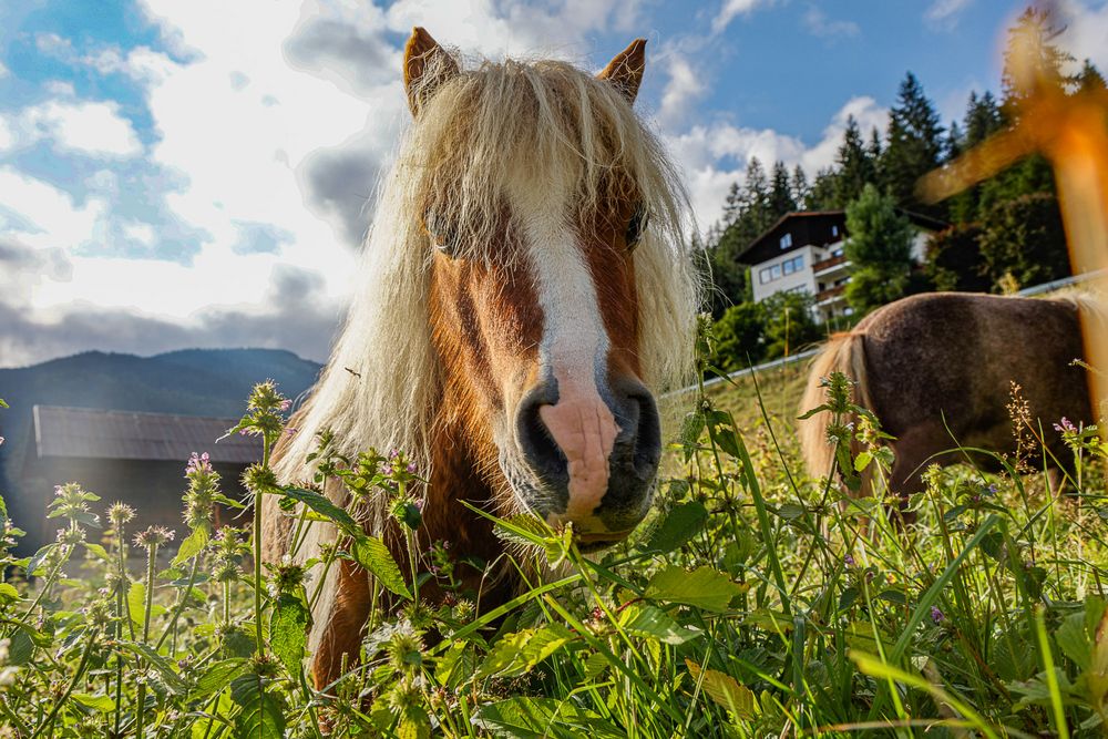 Pony-Portraits 3/4