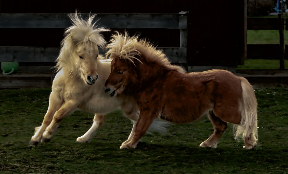 Pony Spass