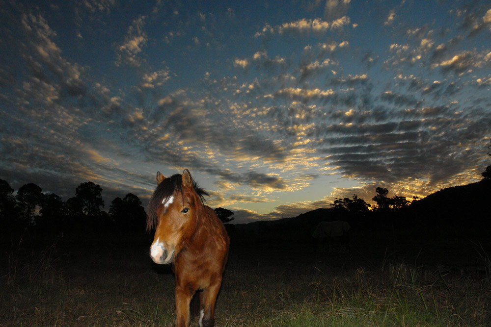 Pony sunset