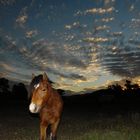 Pony sunset