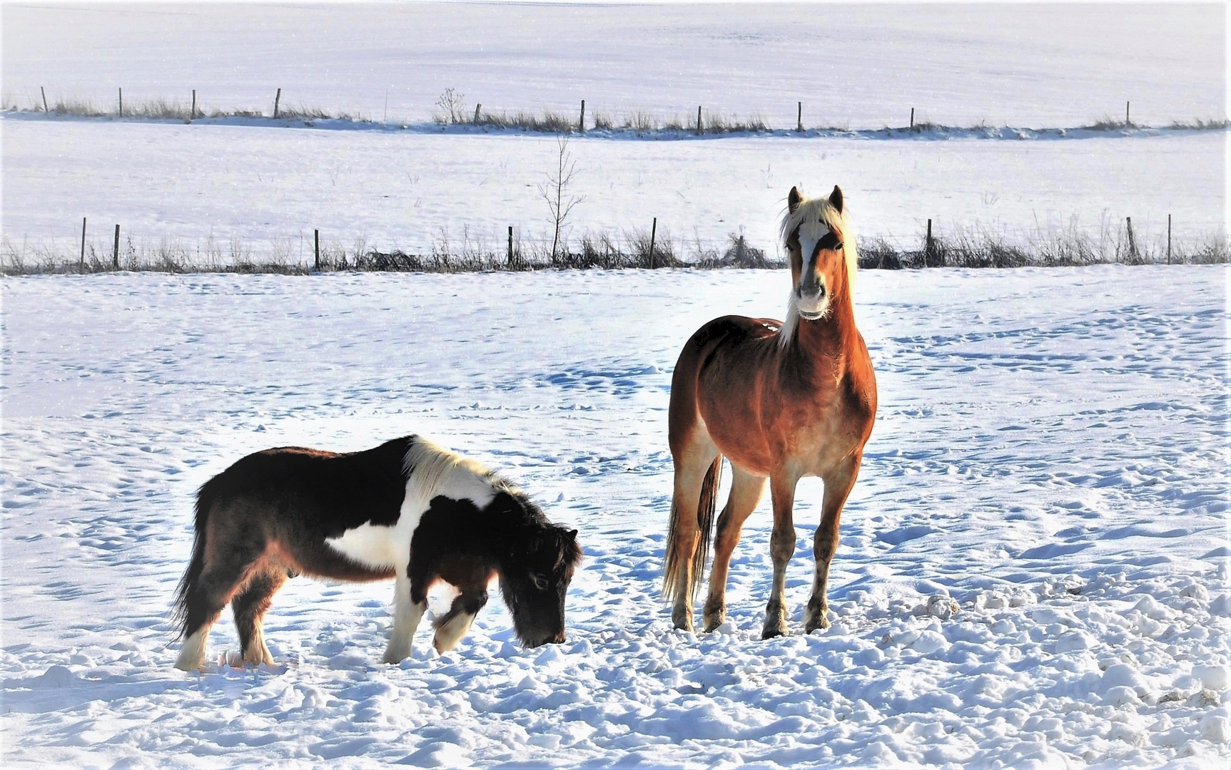 Pony und Haflinger auf der Weide im Schnee