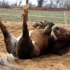 Pony-Yoga
