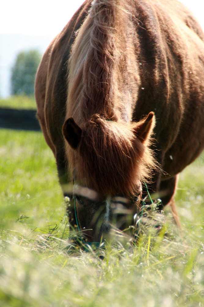 Ponydame.