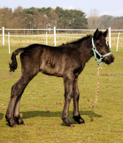 Ponyfohlen 2012