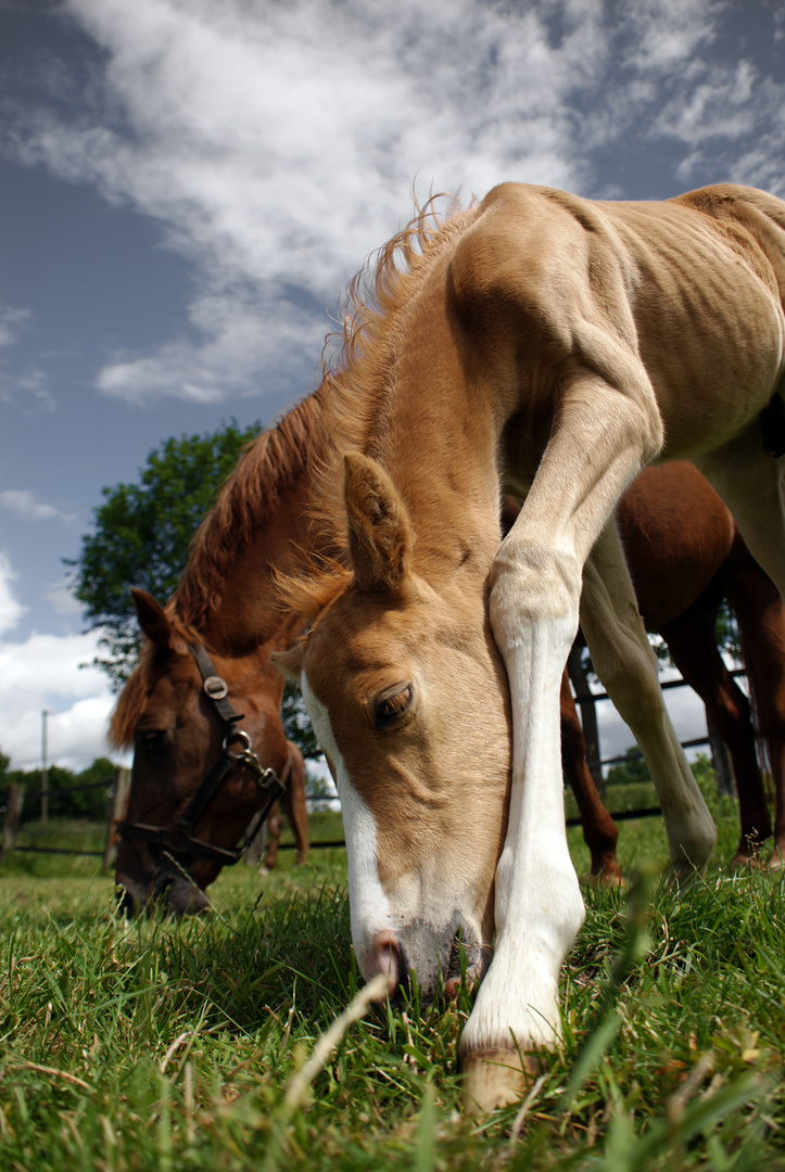 Ponyfohlen bei fressen