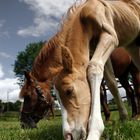 Ponyfohlen bei fressen