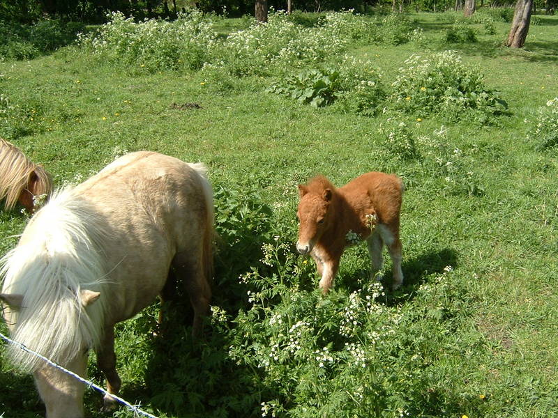 Ponyfohlen - damals