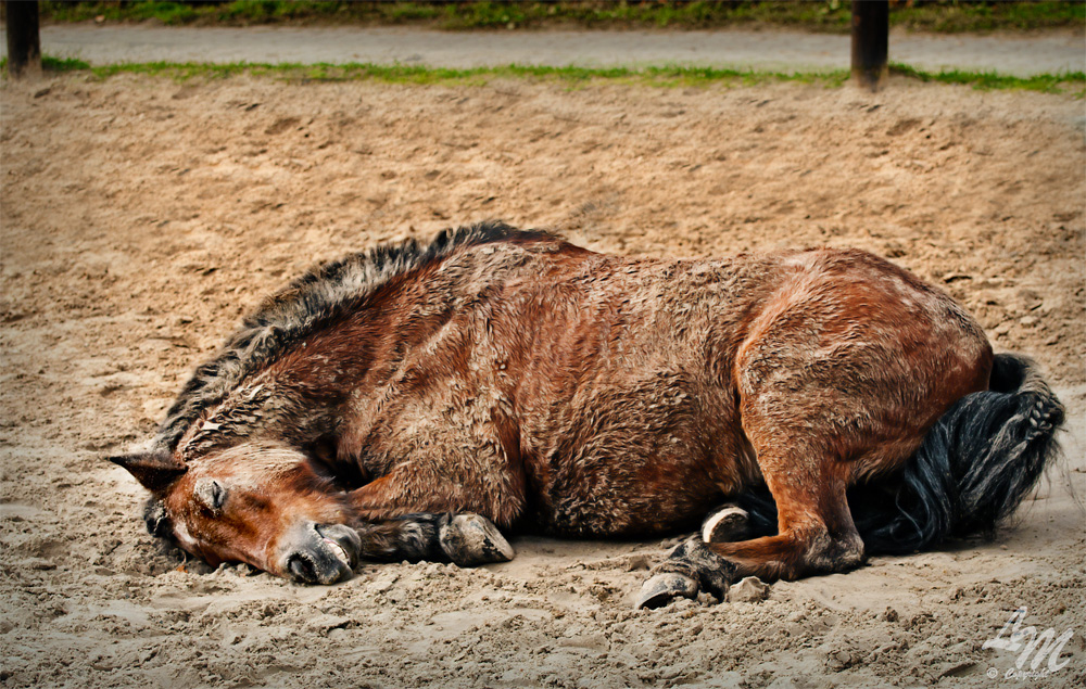 PonyGlück