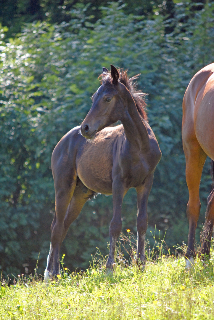 Ponyhegstfohlen