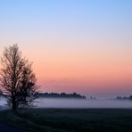 Ponyhof  im Nebel 