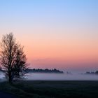 Ponyhof  im Nebel 