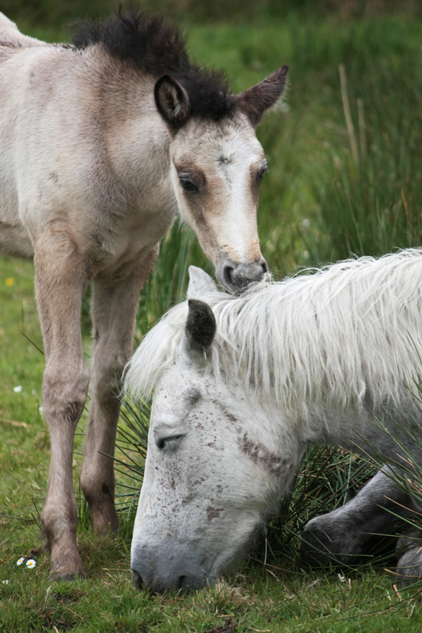 Ponykind