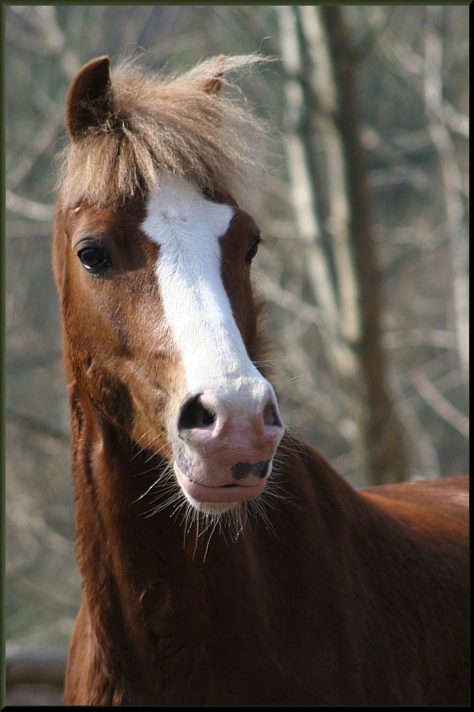 Ponykopf