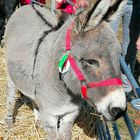 Ponymarkt Hunteburg