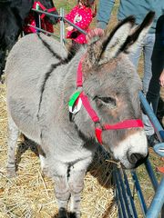 Ponymarkt Hunteburg