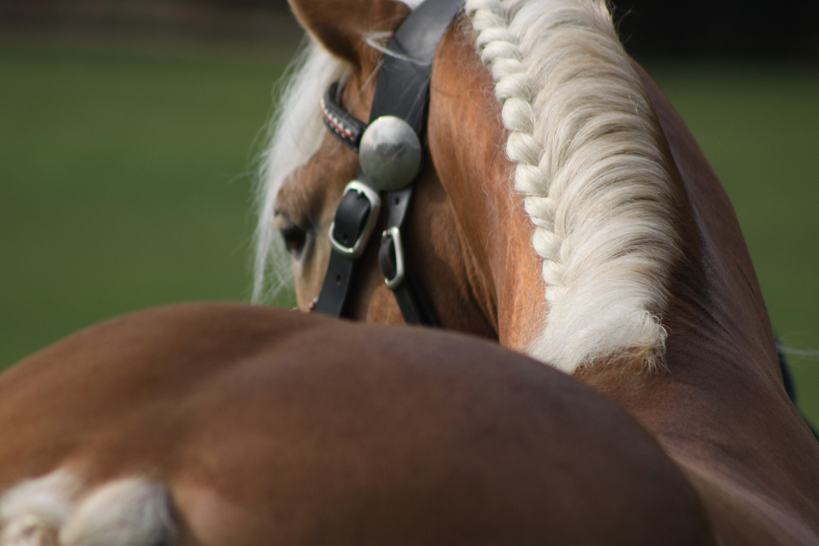 Ponypark Padenstedt