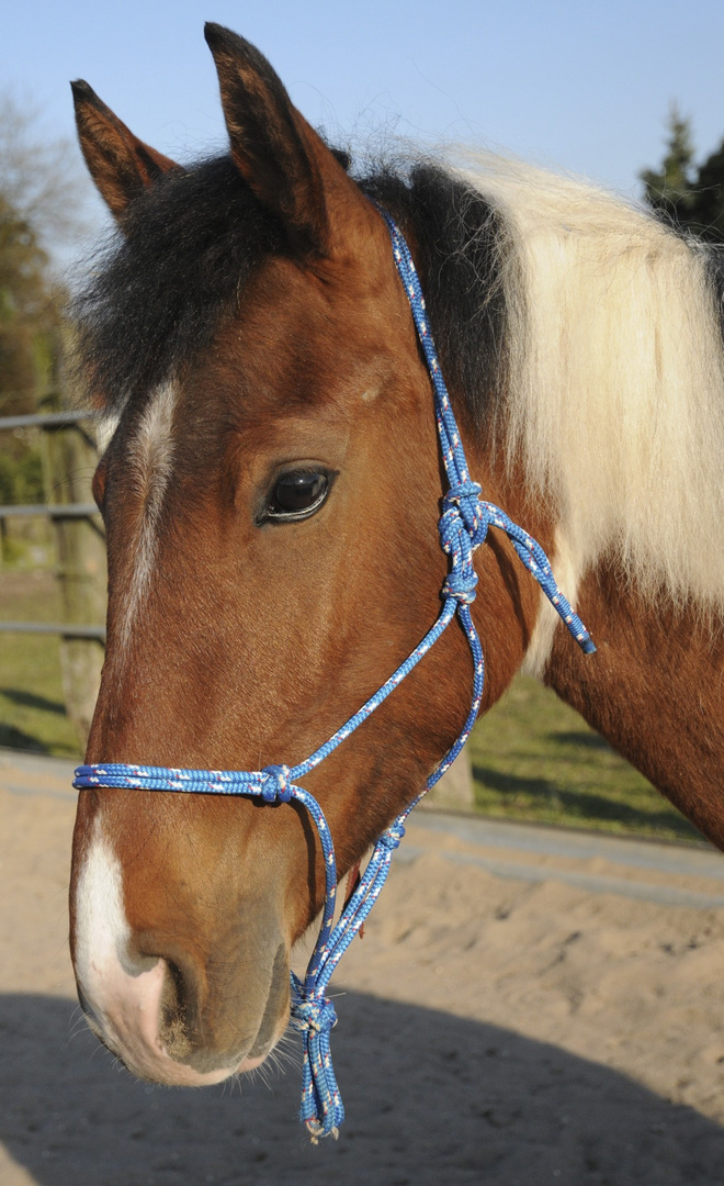 Ponyportrait