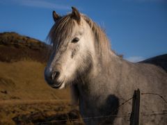 Ponyportrait