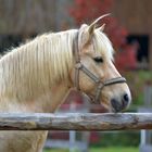 Ponyportrait im Herbst 