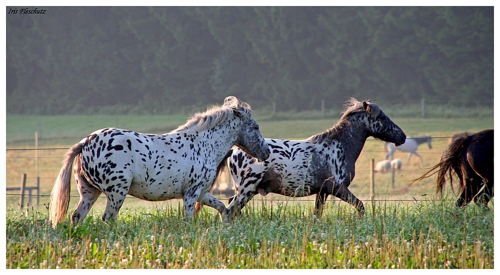 Ponys am Morgen