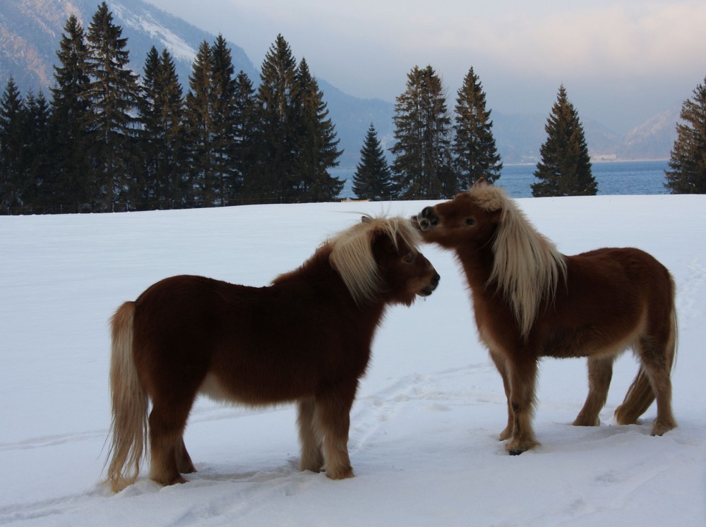 Ponys am Walchensee 2