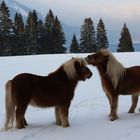 Ponys am Walchensee 2