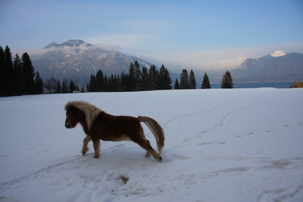 Ponys am Walchensee