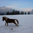 Ponys am Walchensee