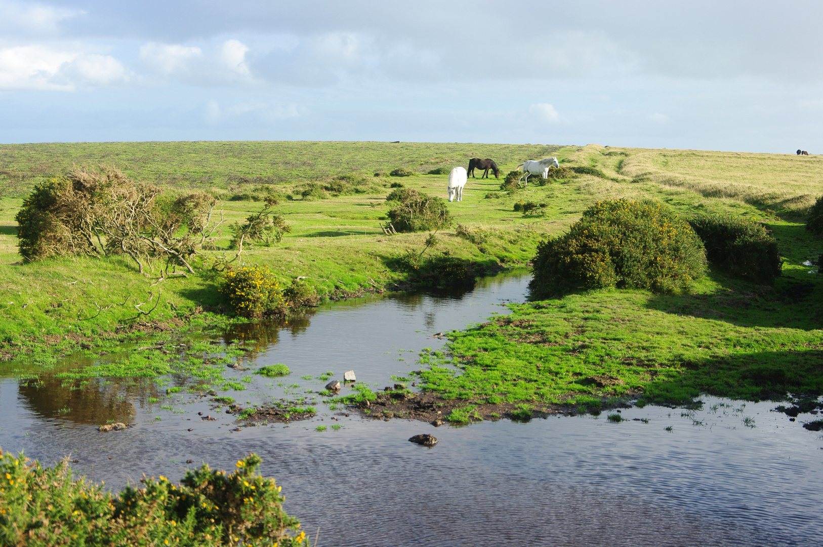 Ponys im Dartmoor