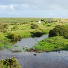 Ponys im Dartmoor