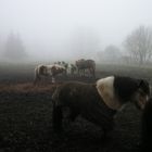 Ponys im Nebel