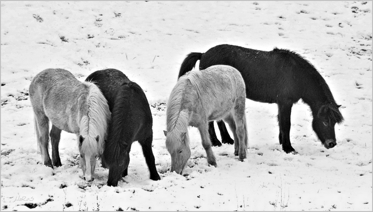 Ponys im Schnee