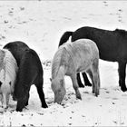 Ponys im Schnee