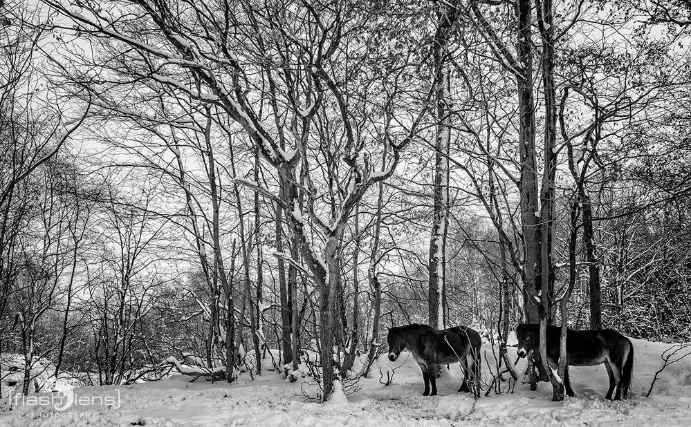 Ponys im Steinbruch 200