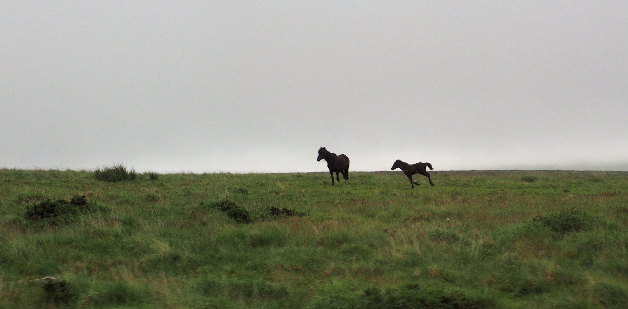 Ponys in Dartmoor aus dem Bus abgelichtet...