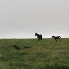 Ponys in Dartmoor aus dem Bus abgelichtet...