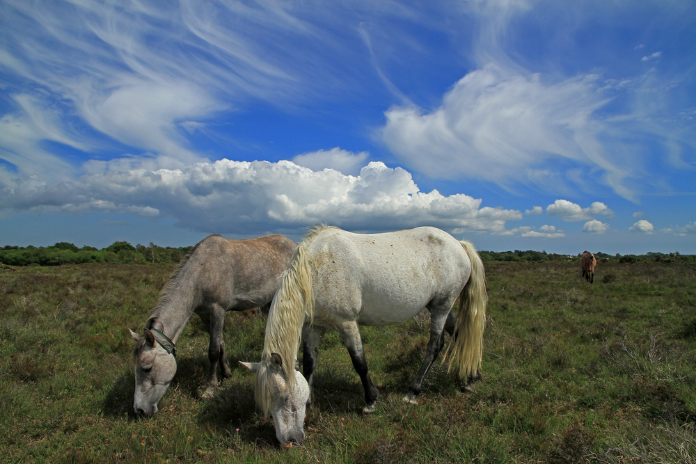 Ponys in der Heide